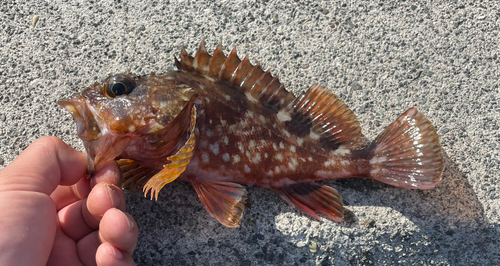 カサゴの釣果