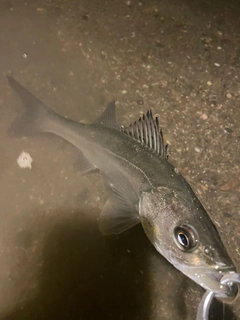 フッコ（マルスズキ）の釣果