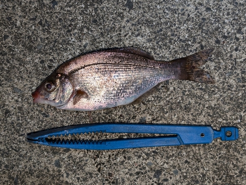 ウミタナゴの釣果