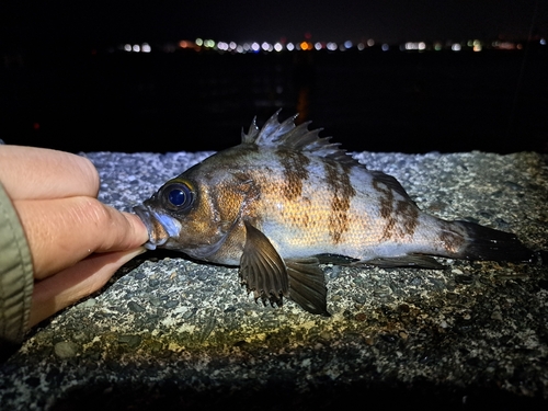 メバルの釣果