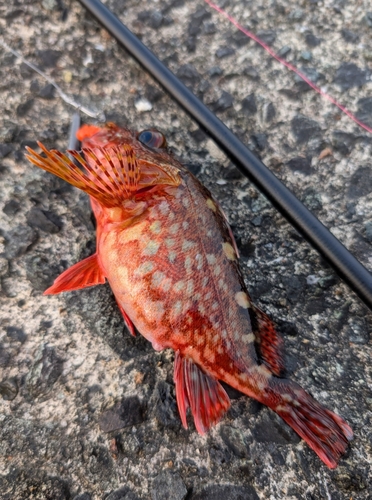 カサゴの釣果