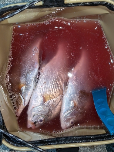 ウミタナゴの釣果