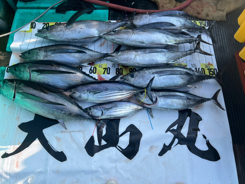 ビンチョウマグロの釣果