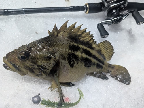 シマソイの釣果