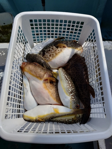 ショウサイフグの釣果