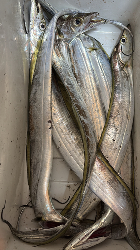 タチウオの釣果