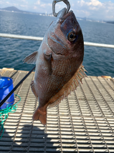 タイの釣果