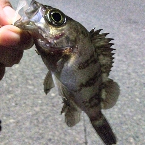 メバルの釣果