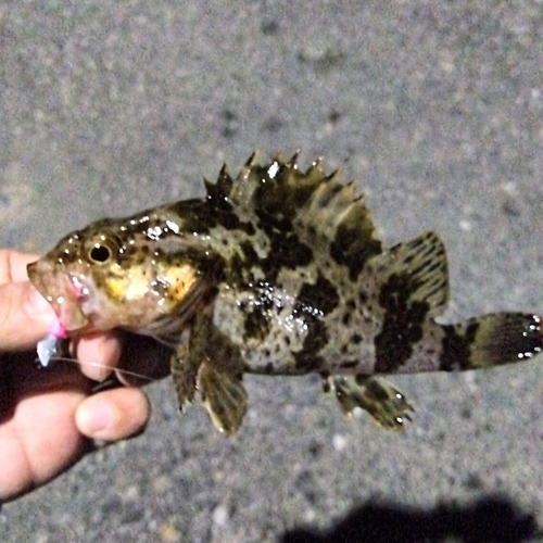 タケノコメバルの釣果