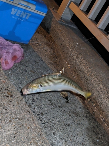 コノシロの釣果