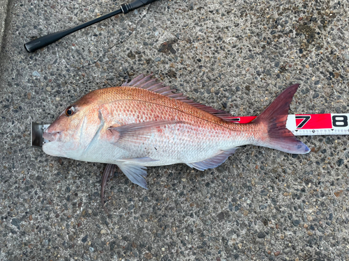 タイの釣果