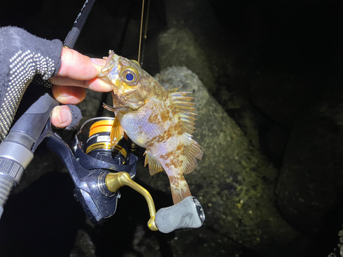 シロメバルの釣果