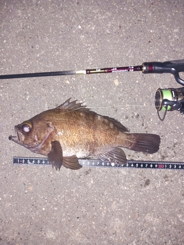 メバルの釣果