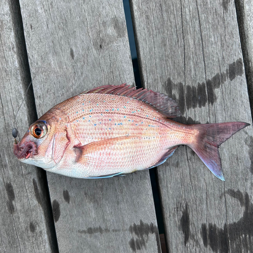 タイの釣果