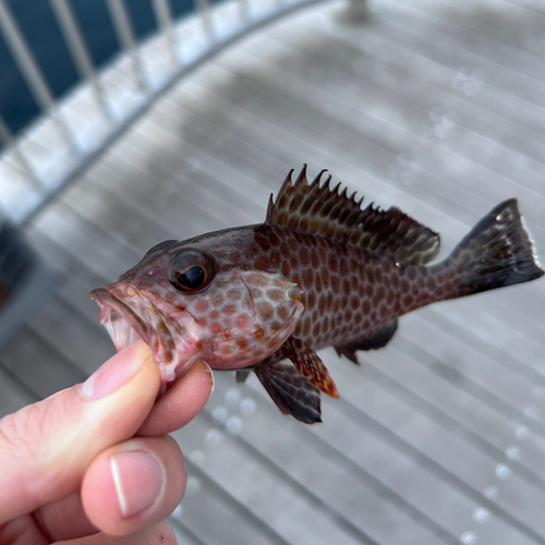 オオモンハタの釣果