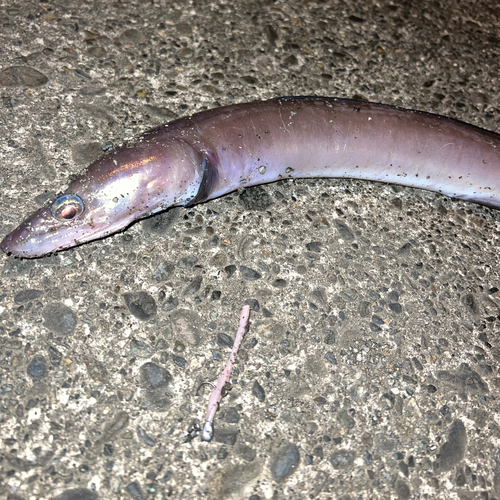 クロアナゴの釣果