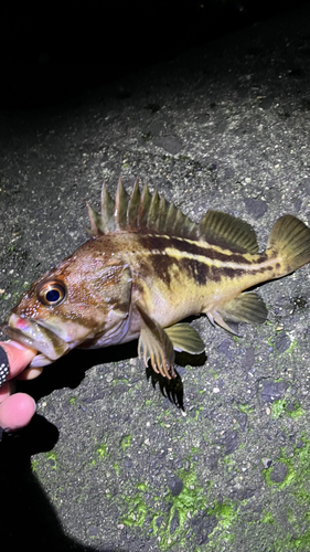 シマソイの釣果