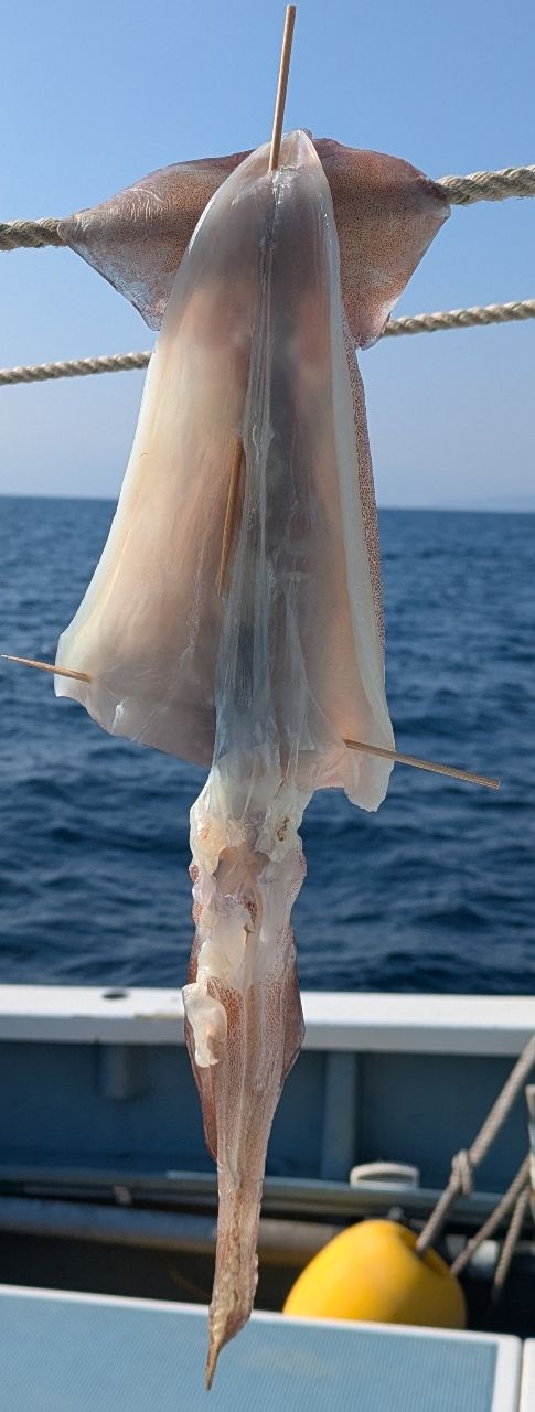 しおタンさんの釣果 1枚目の画像