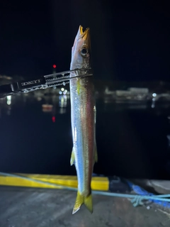 カマスの釣果