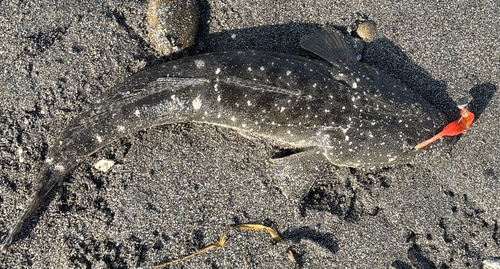 マゴチの釣果