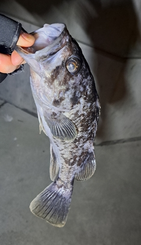 クロソイの釣果