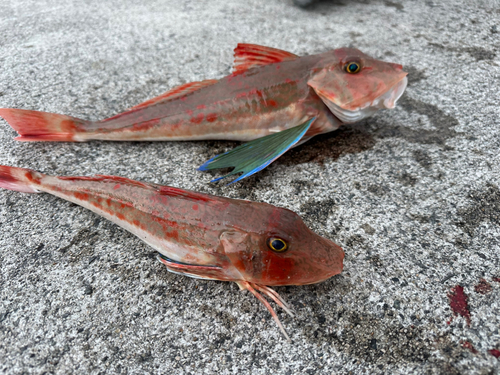 ホウボウの釣果