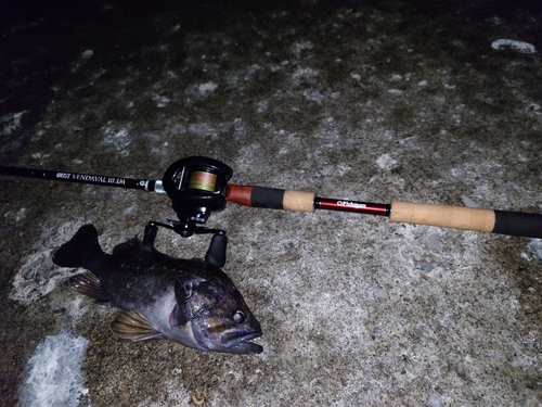 クロソイの釣果