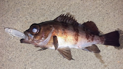 メバルの釣果