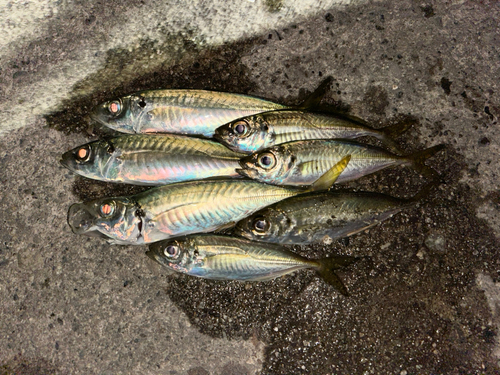 アジの釣果