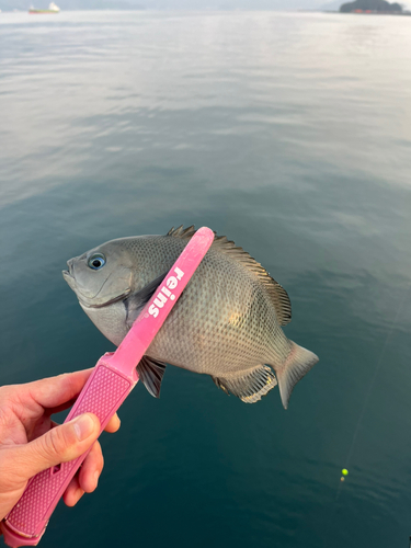 クチブトグレの釣果