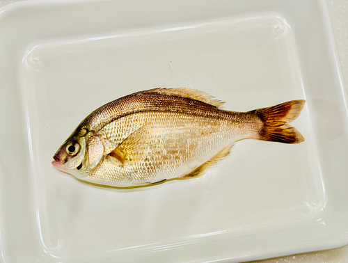 ウミタナゴの釣果