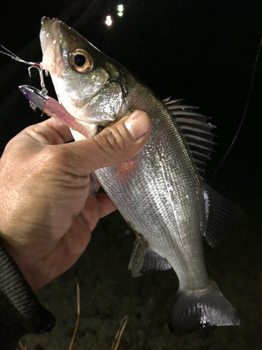 セイゴ（ヒラスズキ）の釣果