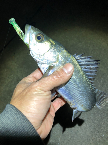 セイゴ（マルスズキ）の釣果