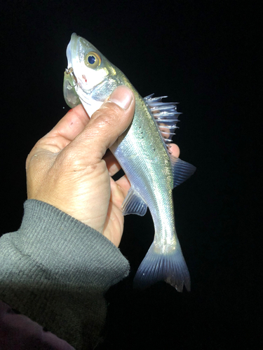 セイゴ（マルスズキ）の釣果