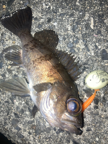 メバルの釣果