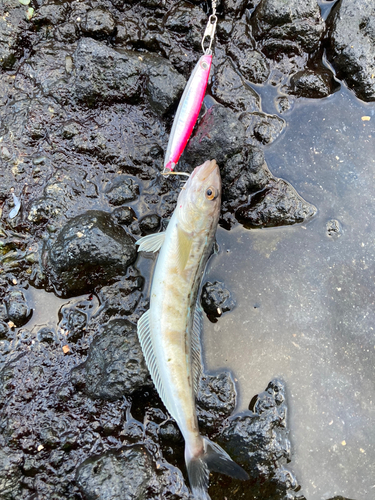 ホッケの釣果