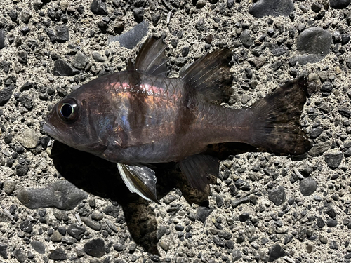 ヨコスジイシモチの釣果