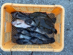 ヒラメの釣果