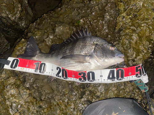 チヌの釣果