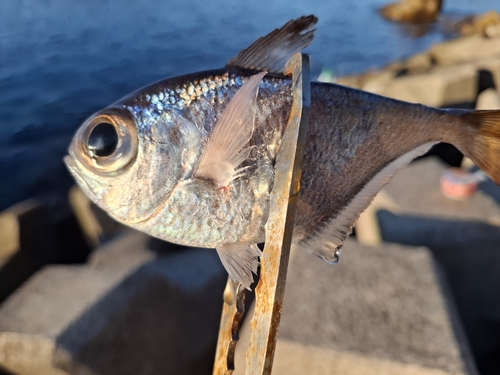 ハタンポの釣果