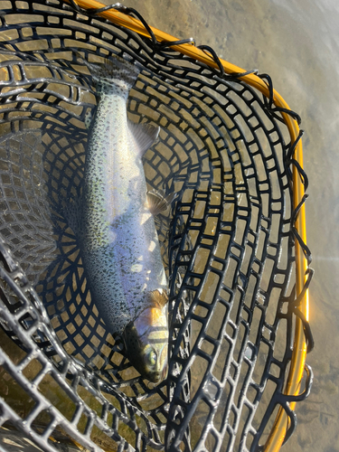 レインボートラウトの釣果