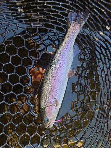 ニジマスの釣果