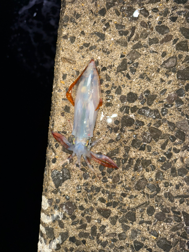 ヒイカの釣果