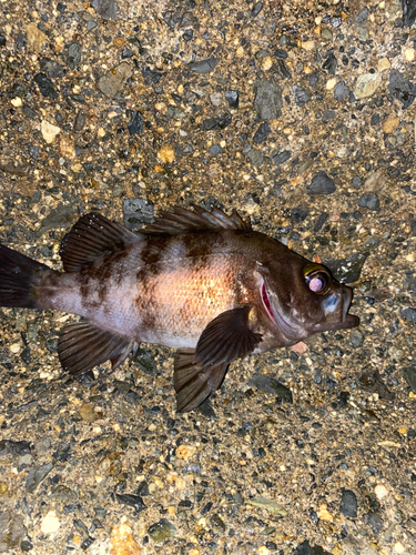 アオメバルの釣果