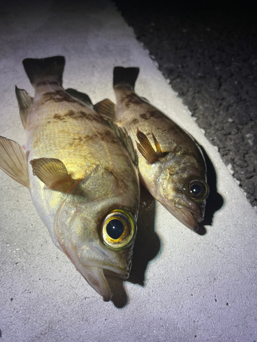 メバルの釣果