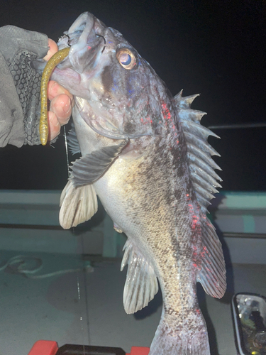 クロソイの釣果