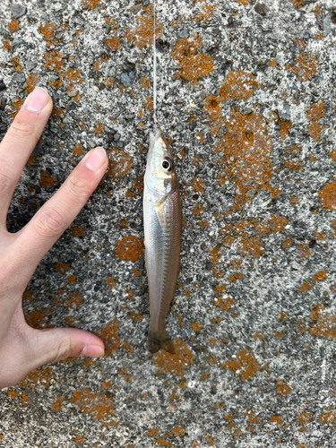 キスの釣果