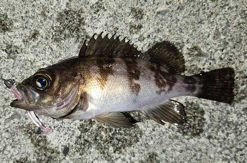 メバルの釣果