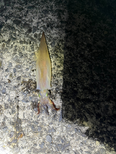 ヤリイカの釣果