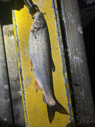 ウグイの釣果